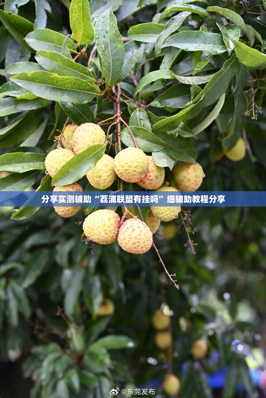 分享实测辅助“荔浦联盟有挂吗”细辅助教程分享