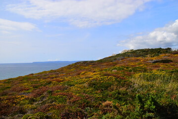 秋季中药养生汤