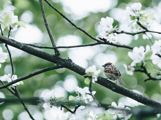 秋季中药养生汤