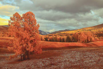 秋季中药养生汤